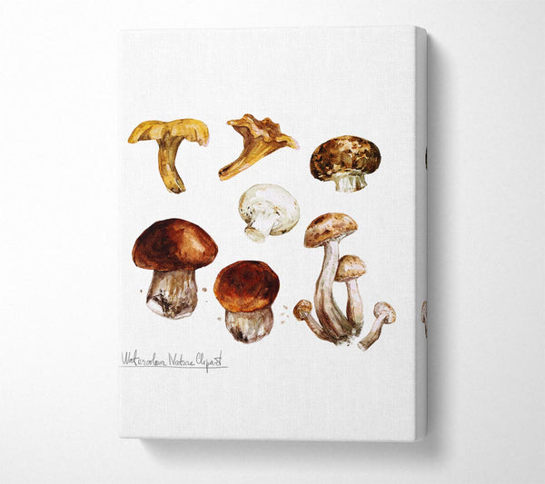 Different Types Of Mushrooms