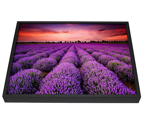 A picture of a Lavender Fields framed canvas print sold by Wallart-Direct.co.uk