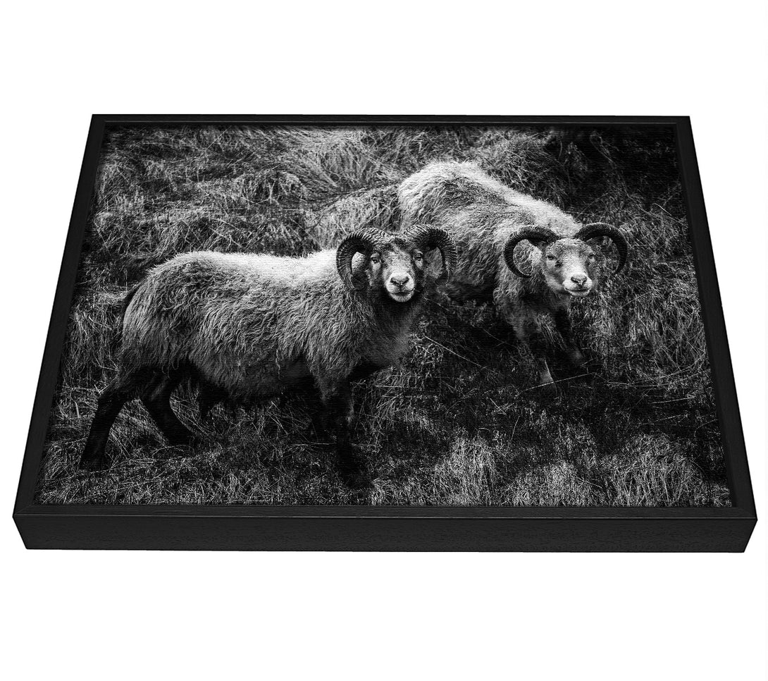 A picture of a Ram Duo framed canvas print sold by Wallart-Direct.co.uk