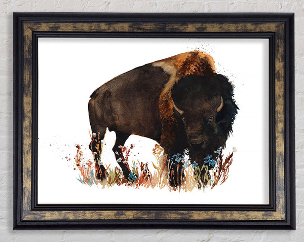 Bison Love