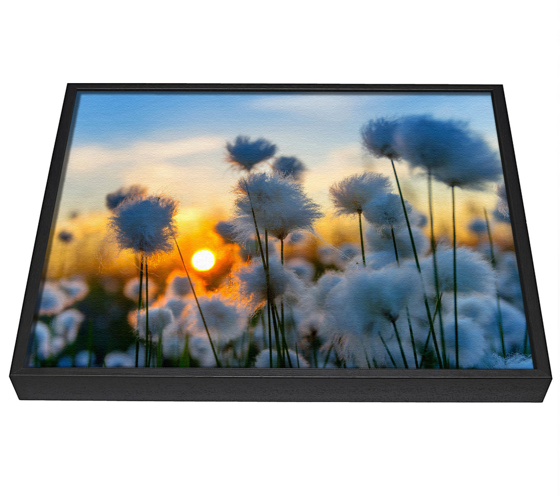 A picture of a Cottonbuds In The Sunset framed canvas print sold by Wallart-Direct.co.uk