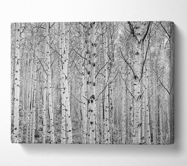 Just Silver Birch