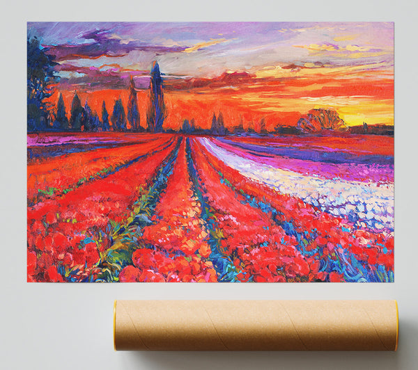 Red Tulip Field Sunset