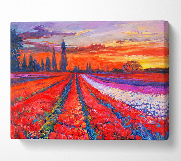 Red Tulip Field Sunset