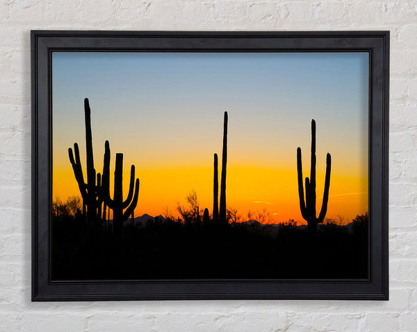 Cactus Sunset