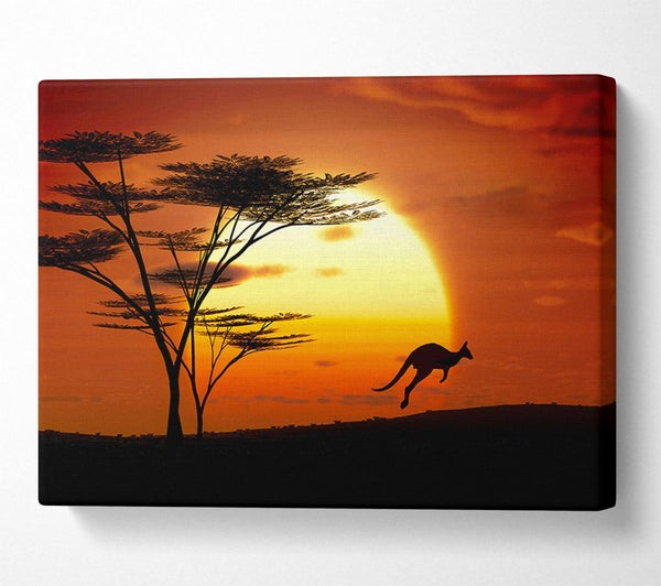 Kangaroo Sun Glow