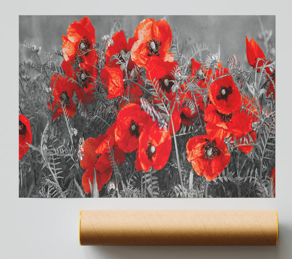 Red Poppy Closeup