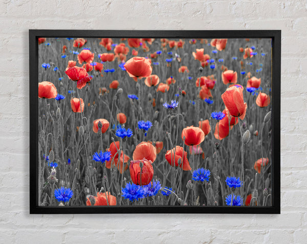Red poppies blue field