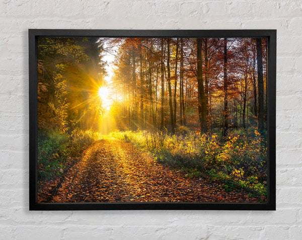 Woodland Walk In the Autumn