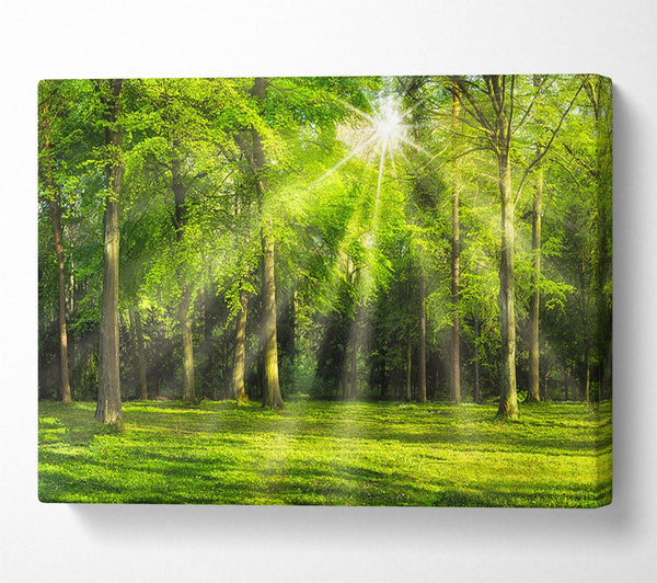 Green Woodland Scene Sunglare