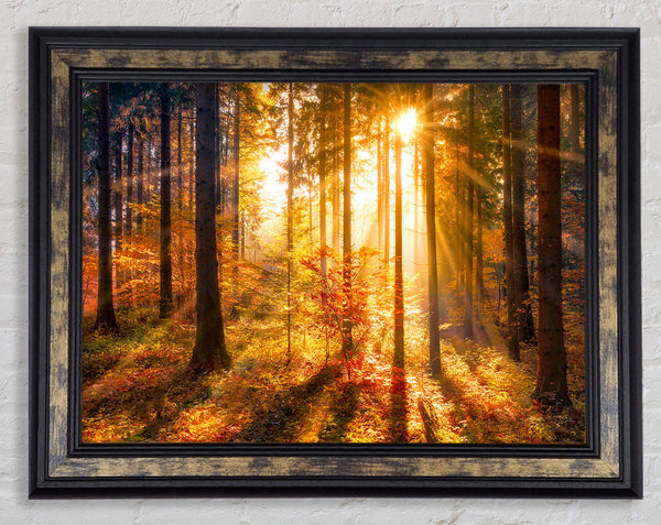 Autumn Sunray Through the forest