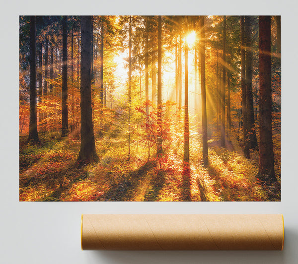 Autumn Sunray Through The Forest