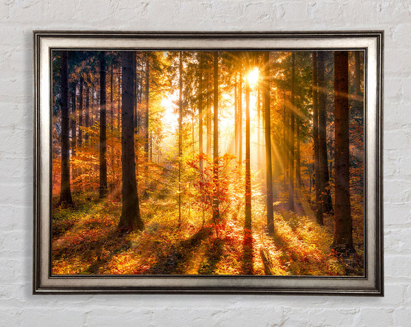 Autumn Sunray Through the forest