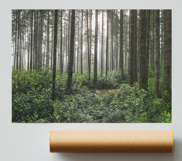 Tall Trees In The Old Woodland