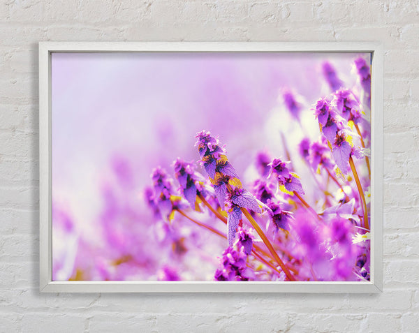 Lilac flowers in the mist