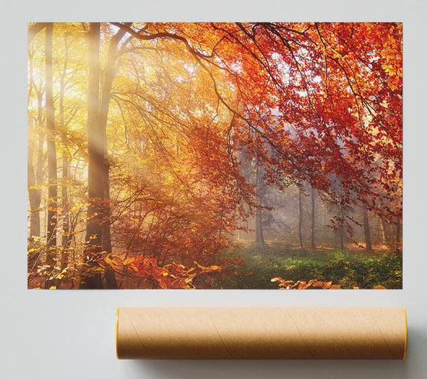 Autumn Forest Sunrays