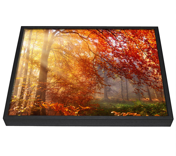 A picture of a Autumn forest sunrays framed canvas print sold by Wallart-Direct.co.uk