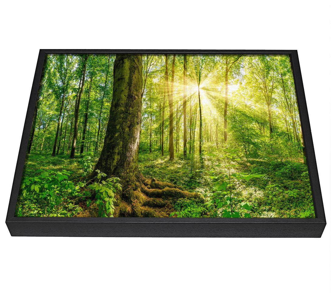 A picture of a Bright light flare in the forest framed canvas print sold by Wallart-Direct.co.uk