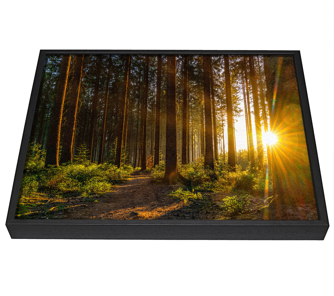 A picture of a Sunrays forest spectrum framed canvas print sold by Wallart-Direct.co.uk