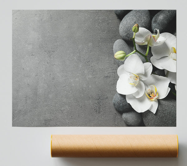 White Orchid On Grey Pebbles