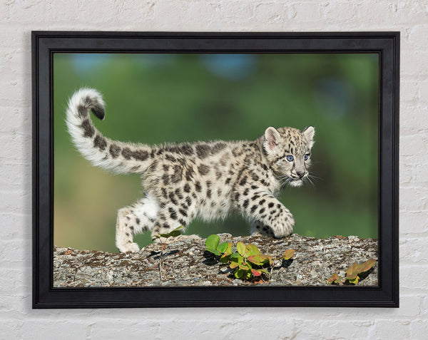 Leopard Cub walking a branch