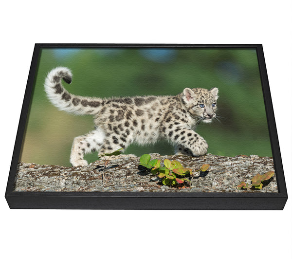 A picture of a Leopard Cub walking a branch framed canvas print sold by Wallart-Direct.co.uk