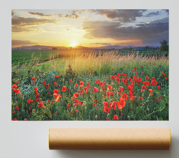 Red Poppies In The Green Countryside