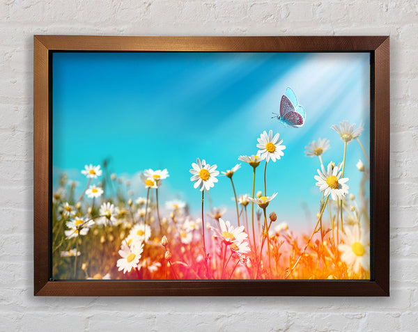 Butterfly landing on a daisy