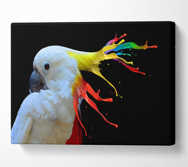 cockatoo colour splash