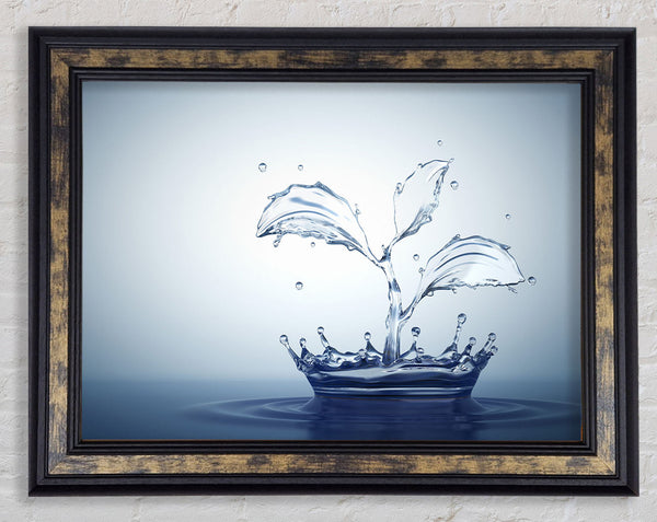 Water splash plant