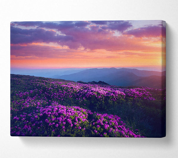 Purple Meadow mountains