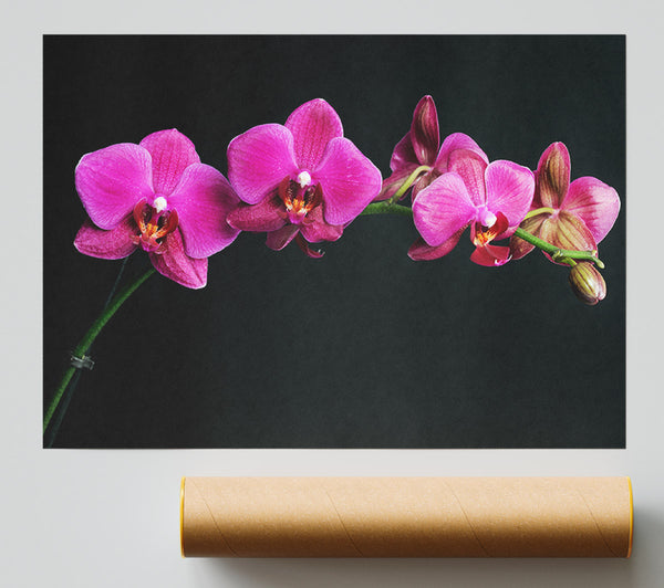 Pink Orchids Curve