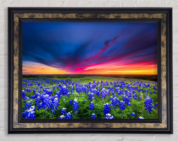 Vibrant skies above blue flowers