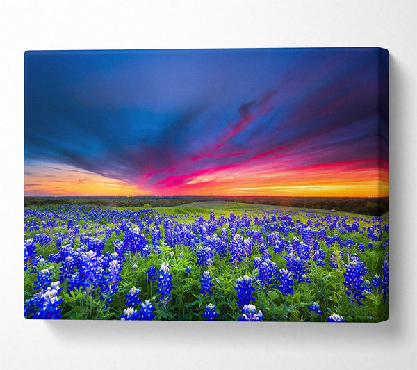 Vibrant skies above blue flowers