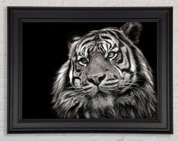 Handsome Black and white tiger