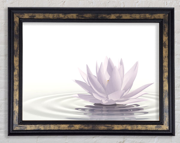 White lotus on rippled water