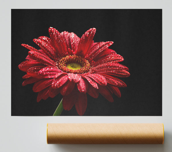 Red Gerbera With Rain Droplets