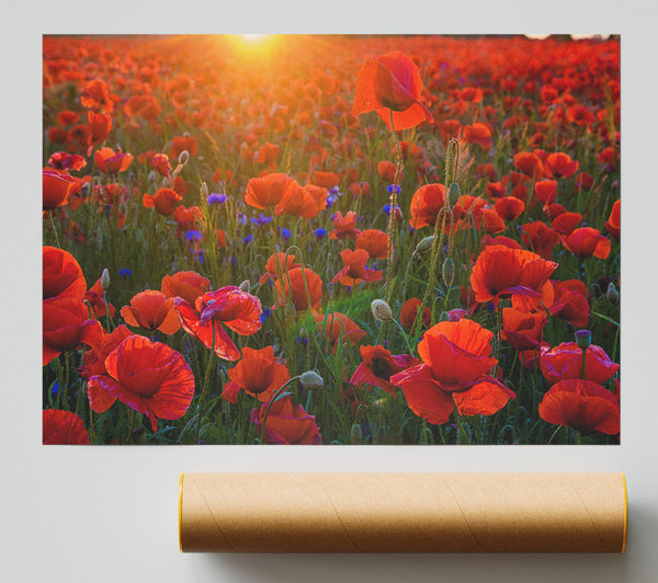 Red Poppies Under The Sunset