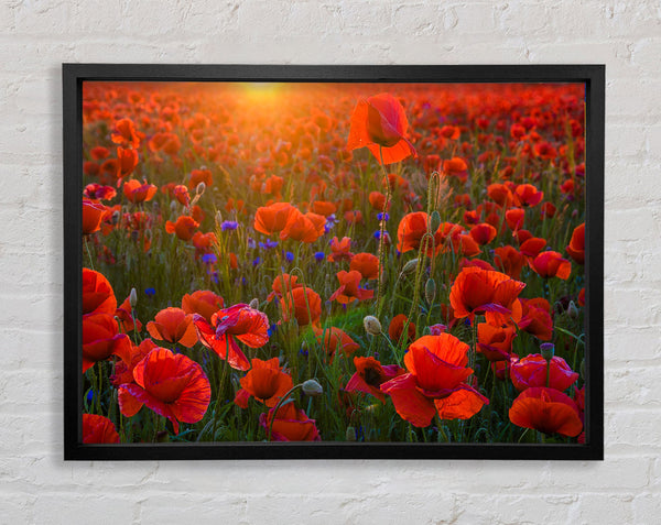 Red poppies under the sunset