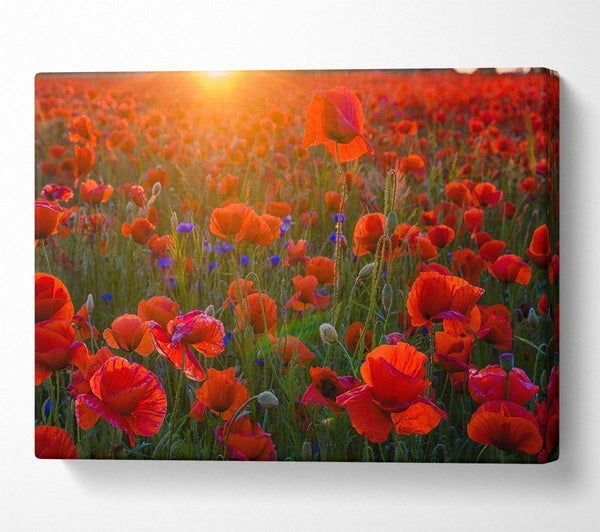 Red poppies under the sunset