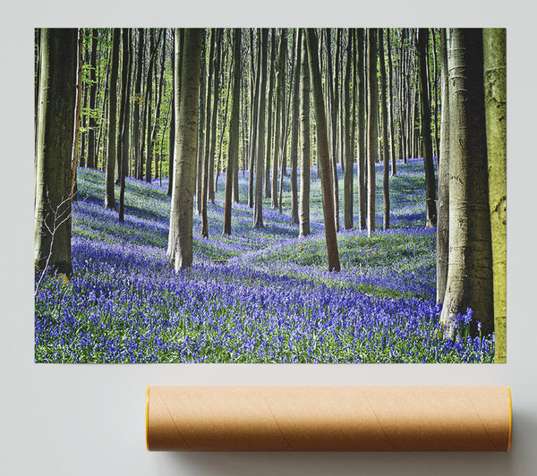 Stunning Beautiful Lilac Woodland Walk