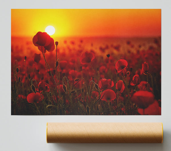 Poppies In The Sunset Reds