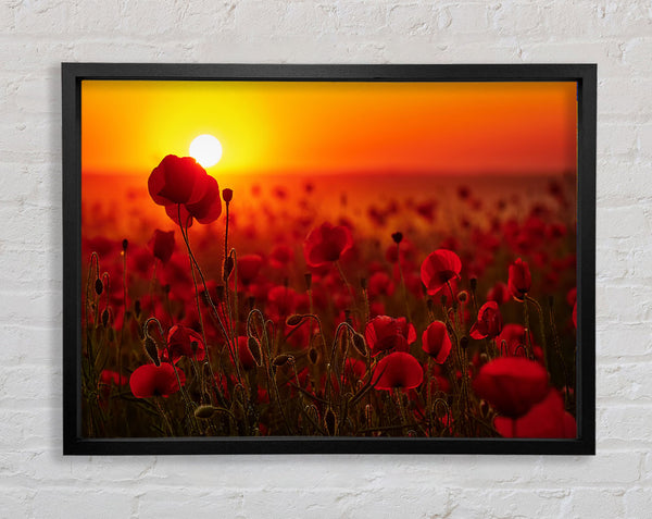 Poppies in the sunset reds