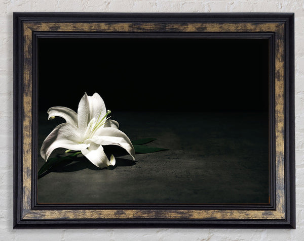 White lilly on the floor