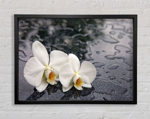 Orchid heads in water