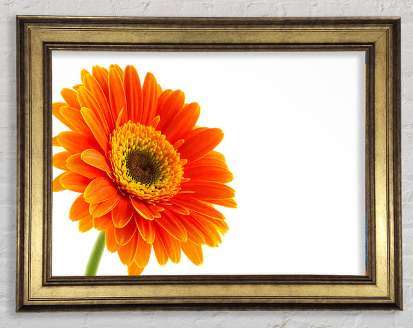 Gorgeous orange gerbera