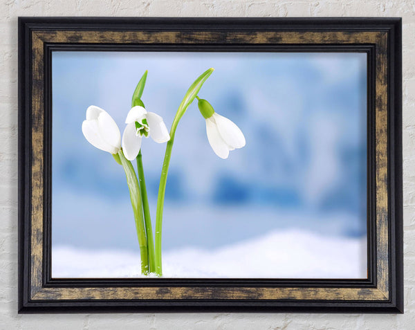 White snowdrops in the snow