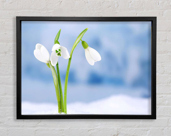 White snowdrops in the snow