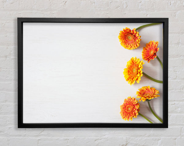 Orange Gerberas laid out