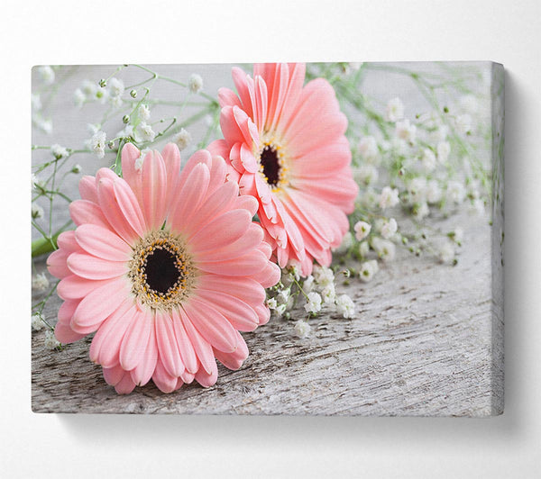 Pink gerbera laying down close